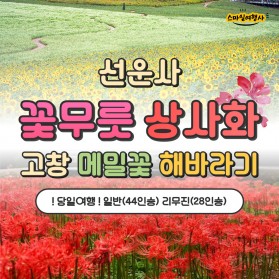 선운사 꽃무릇상사화 + 고창 메밀꽃 해바라기 / 9만원~